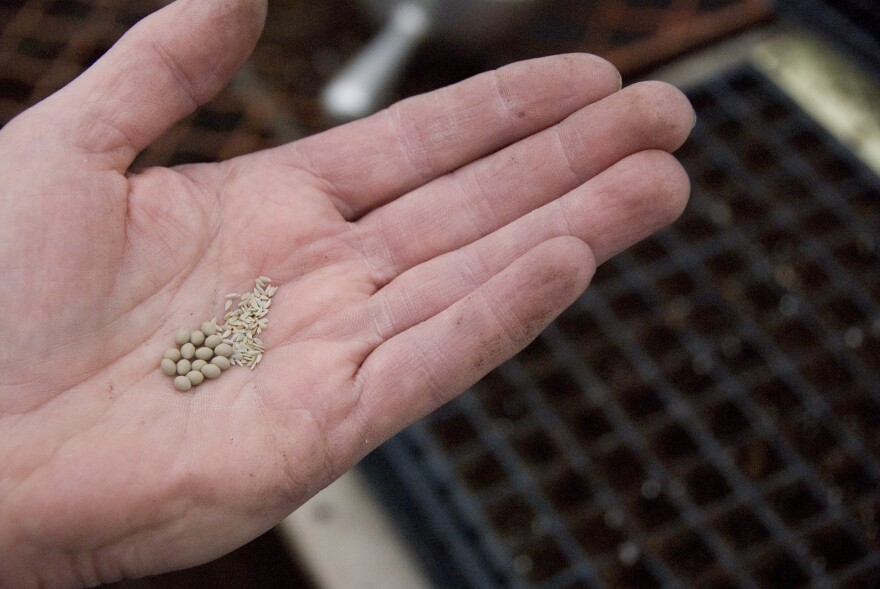 Lettuce Seeds, both pelletized (left) and natural (right)