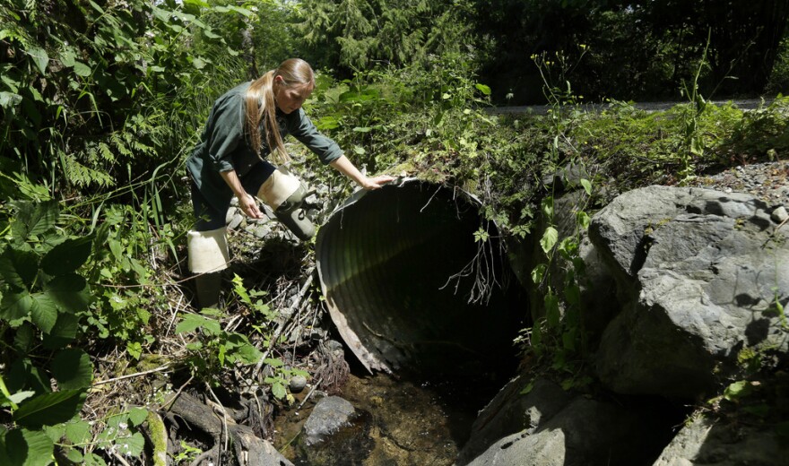 FILE - Melissa Erkel, a fish passage biologist with the Washington Department of Fish and Wildlife, looks at a culvert along the north fork of Newaukum Creek near Enumclaw, Wash., June 22, 2015. The Biden administration, on Wednesday, Aug. 16, 2023, was announcing nearly $200 million in federal infrastructure grants to upgrade tunnels that carry streams beneath roads but can be deadly to anadromous fish that get stuck trying to pass through.