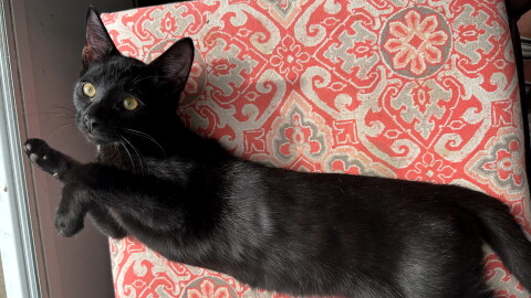 Fritz is still awaiting adoption at Foster and Forever Pet Rescue months after all his siblings already got picked.