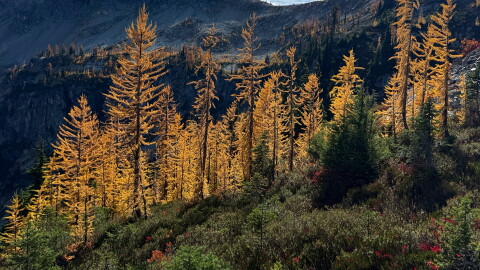 In this photo taken with a phone, golden larches glow in the sunlight in Okanogan-Wenatchee National Forest, near Mazama, Wash., Thursday, Oct. 8, 2026. (AP Photo/Annika Hammerschlag)