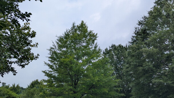 A variety of trees in a Roanoke neighborhood in the summer of 2026.