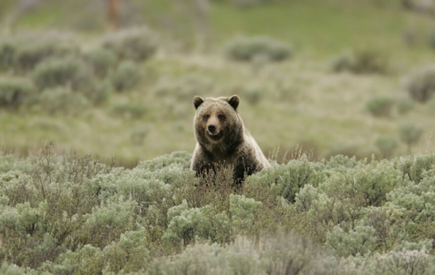 Grizzly bear at Swan Lake Flats in Yellowstone National Park.