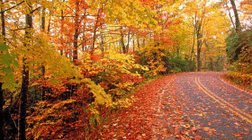 Grandfather Mountain Trees 