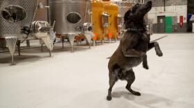 Birdie capers by rows of winemaking tanks at Common Wealth Crush, which was co-founded by her owner, Ben Jordan.