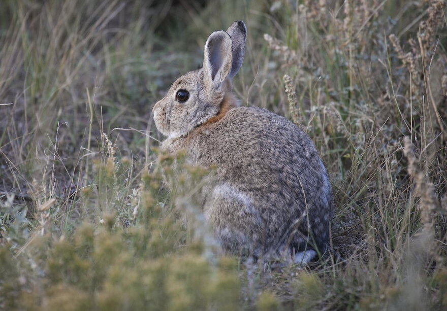 Montana Rabbit Highly Contagious, Fatal Rabbit Disease Detected In Montana | Montana ...