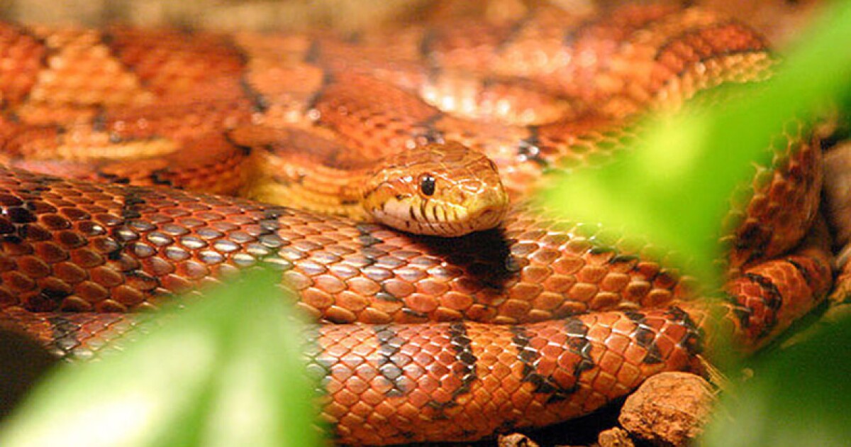 Corn Snakes Are Not Venemous South Carolina Public Radio