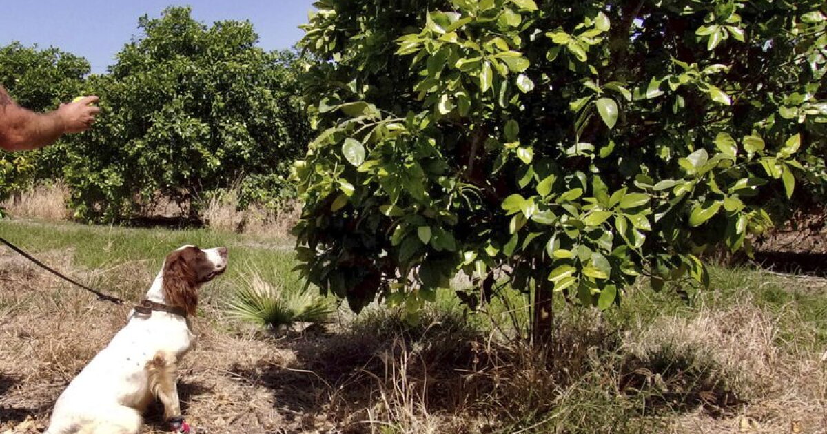 Dog Sleuths Sniff Out Crop Disease Hitting Citrus Trees