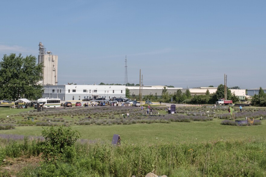 Lavender Trails is built on the former site of a concrete dumpsite in Orrville, Ohio. Jim and Amy Duxbury began the lavender operation in 2018.