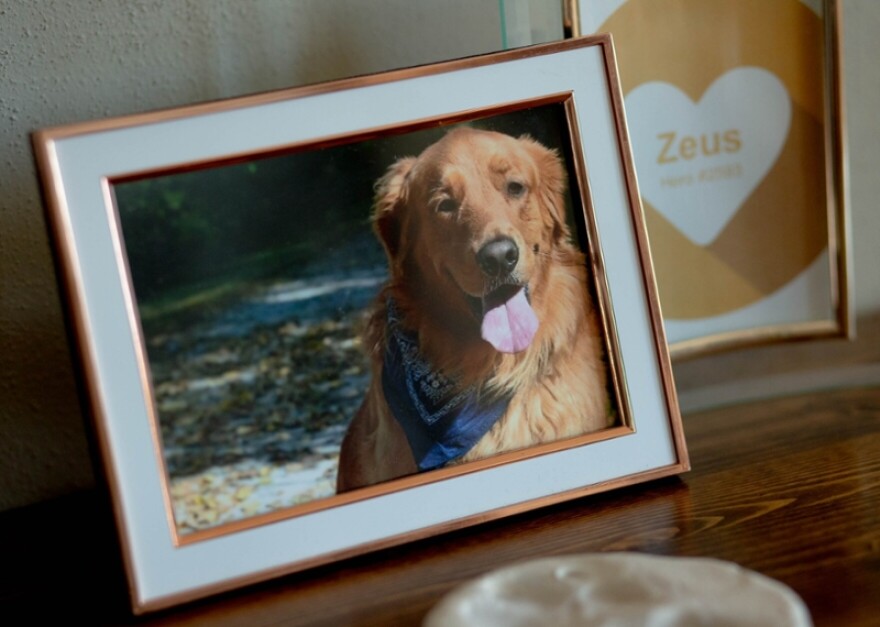 A portrait of Mandi Miller and Austin Elkins’ late Golden Retriever, Zeus, sits in an honored place in their Mehlville, Missouri home. The couple’s dog died in 2020 after ingesting toxic algae at Lake Centralia in southern Illinois.