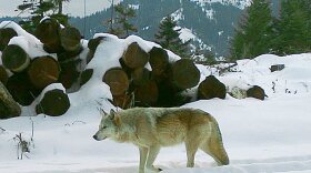 The breeding female of the Walla Walla Pack in northern Oregon's Umatilla County. A University of Washington researcher says the number of wolves in adjacent Washington state is likely much higher than estimates. CREDIT: OREGON DEPARTMENT OF FISH AND WILDLIFE/AP