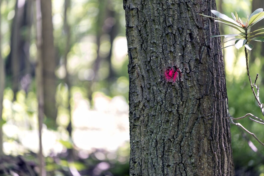 Kelly Riddle uses a dot to indicate a tree should be cut and sent to a sawmill for board wood.