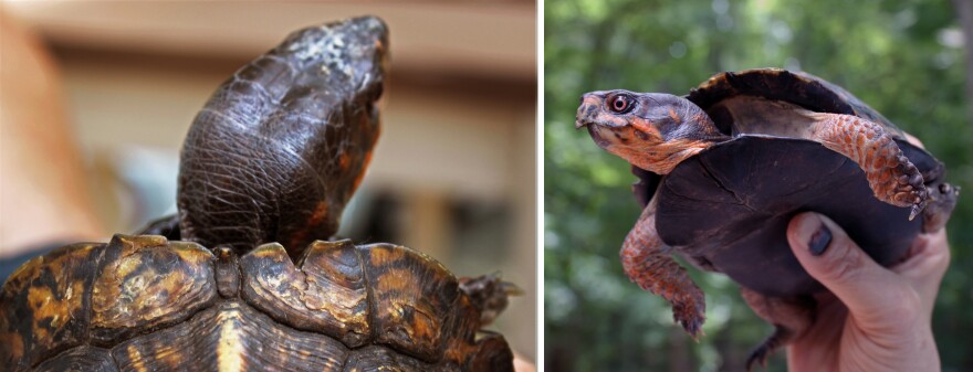 (Left) Notches filed along the rim of a turtle's shell allow it to be identified by researchers over time. This turtle TKTKT (is estimated to be 26 years old?)