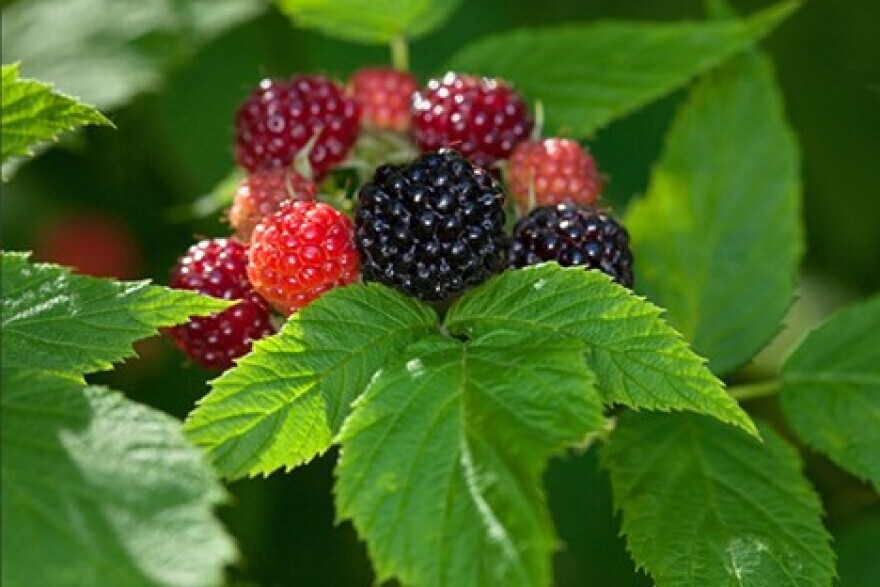 Berries in the bramble family are among the easiest to identify and pick. These include raspberries, blackberries, black raspberries and thimbleberries. They are identifiable by their clusters of hollow-capped, compound berries that ripen in summer. Brambleberries are perfect for making smoothies, jams, jellies and pies.