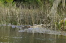 Turtles on a log at Wakulla Springs