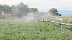 Sprinklers water alfalfa.