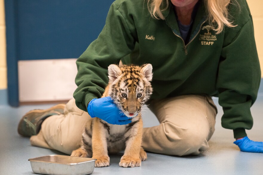 tiger_cub_photo_1.jpg