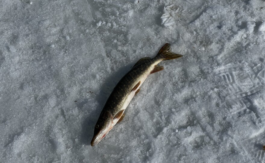 A pike, caught at the manaq spot at the mouth of the Johnson River, where it meets the Kuskokwim.