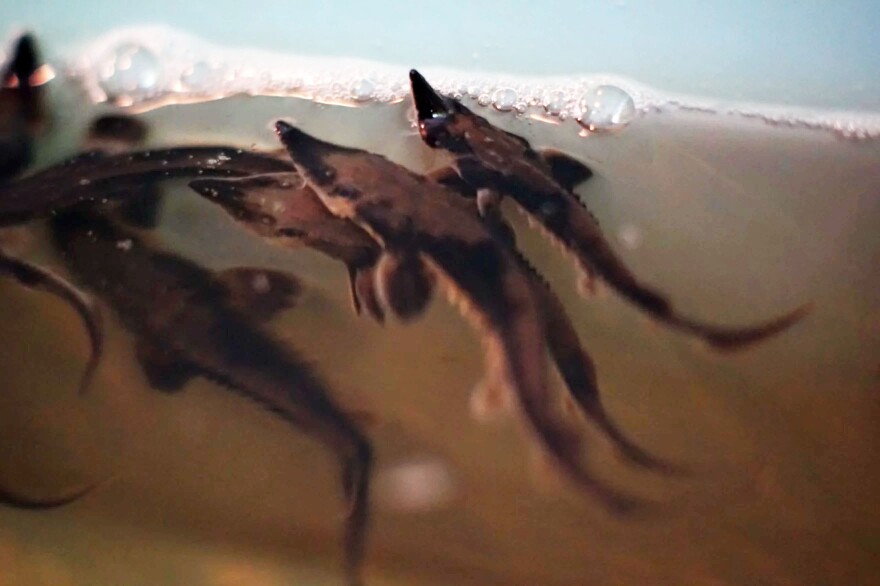 Fingerling sturgeon await their release into Lake Michigan.