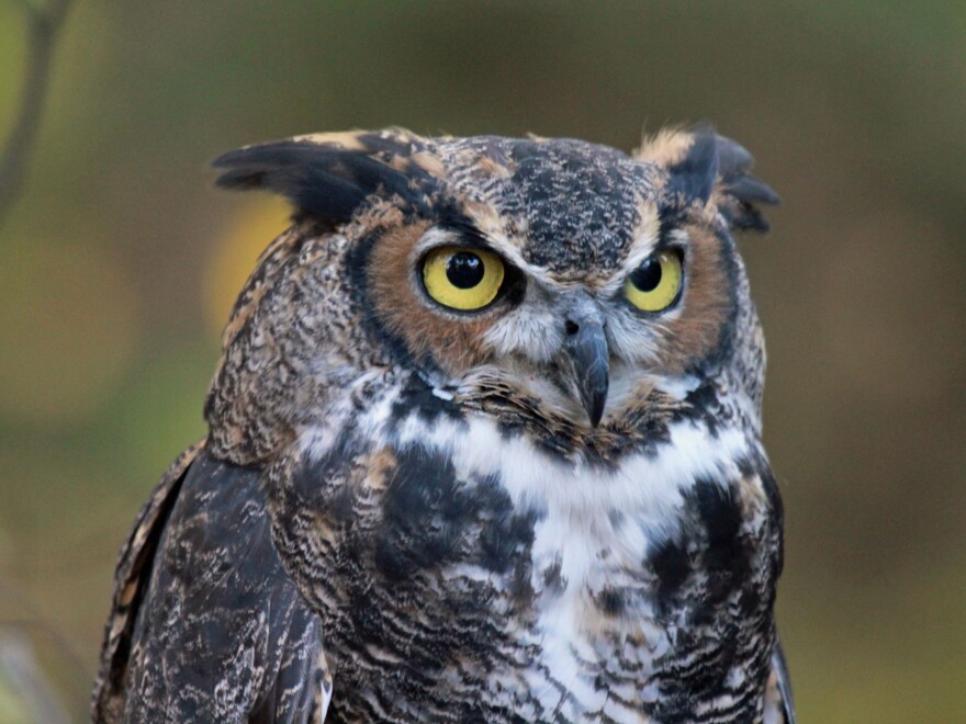 Great Horned Owl