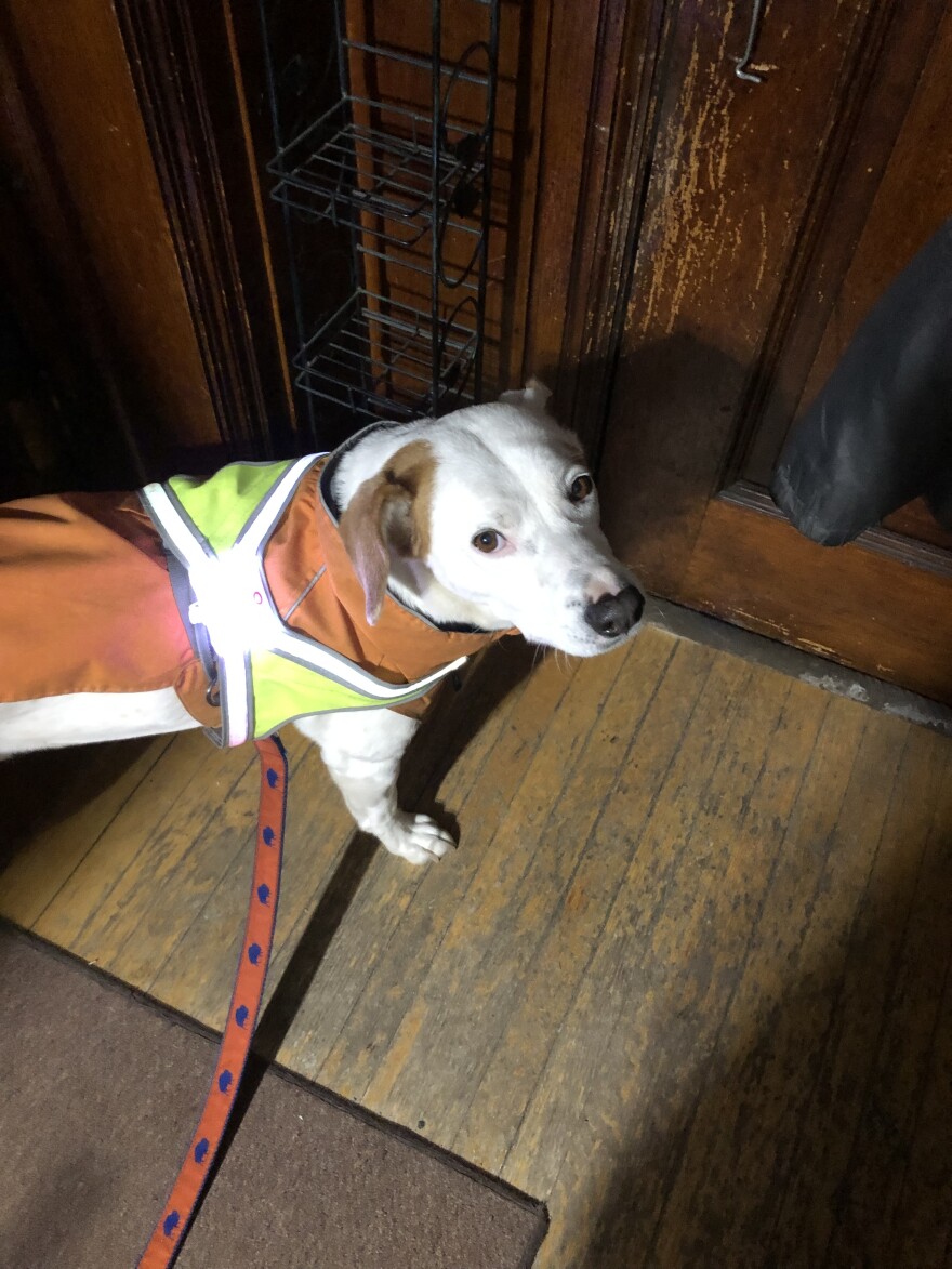 A white dog with brown spots looks up at the camera. He's standing near a door and wearing a bright yellow and white reflective vest over a orange jacket, with a blue and orange leash attached.