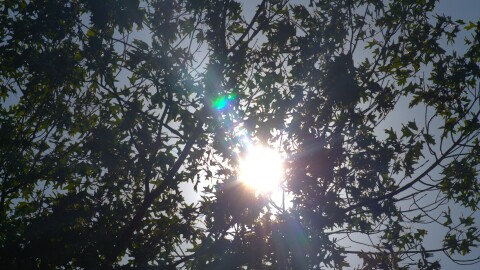 Sunshine peeking through tree leaves on Michigan State University's campus on July 14, 2026.