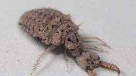 The doodle bug is the larval form of the ant lion.