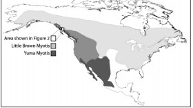 (Image via FIRST RECORDS OF YUMA MYOTIS (MYOTIS YUMANENSIS) IN ALASKA)