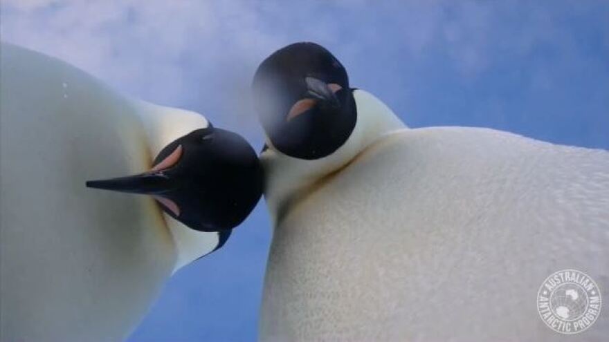 Emperor penguins near Australia's Mawson research center in Antarctica took a video "selfie."