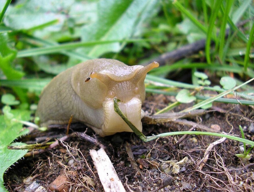 A slug snacking. 