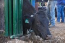A black cow’s head is locked in between gates with a black screen on a collar around its neck.