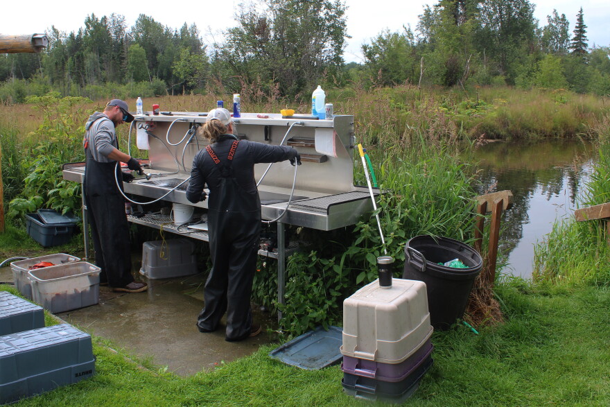 Employees clean salmon at Joe Hanes' Fish Magnet on Thursday, Aug. 13, 2026 in Soldotna, Alaska.