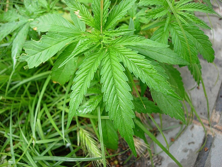Dayton voters yesterday overwhelmingly voted in favor of decriminalizing minor marijuana and hashish possession.