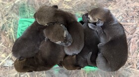 Five tiny new arrivals are giving wildlife lovers a major reason to celebrate. Durham's Museum of Life and Science just announced the birth of five red wolf pups.