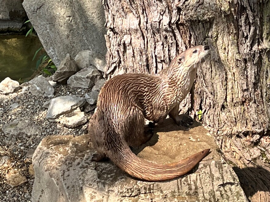 Tallulah the otter anticipates zoo staff coming for daily training.