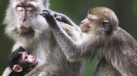 Macaque monkeys (above, in Malaysia) carry the parasite for a strain of malaria called <em>Plasmodium knowlesi.</em>