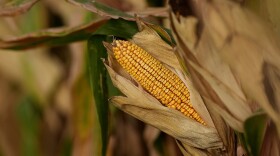 Corn is pictured in a corn field Tuesday, Aug. 27, 2024, near Platte City, Mo. 