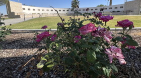 A large rose bush with large pink flowers in bloom is among plants that surround the Healing Garden at Ascarate Park honoring victims of the Walmart mass shooting in El Paso. 