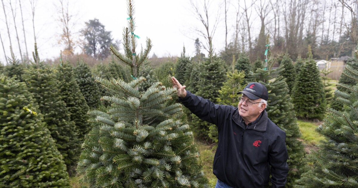 Christmas tree prices, supply holding steady in Pennsylvania