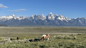 A small herd of horses grazes among the sagebrush in front of the Tetons.