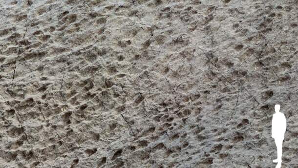 Detail of a "dinoturbated" surface, that is, heavily trampled by numerous dinosaurs. Many footprints show
a preferential direction, shared by individuals who evidently proceeded side by side and/or in packs (from left to
right in the photo). (Elio Della Ferrera/ PaleoStelvio Arch.)