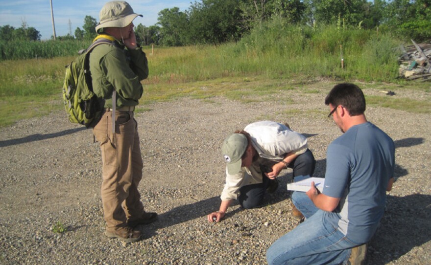 The researchers find and log the location of coyote scat in Oakland County.