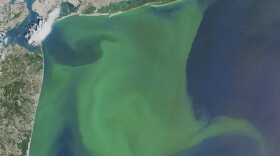 This NASA satellite photo shows a large bloom of phytoplankton off the New York and New Jersey coast in August 2015. (NASA via AP)