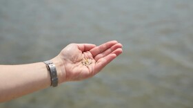 Nurdles found in waterway