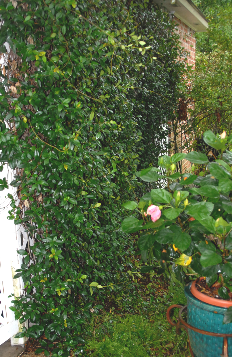 Green Vines In The Garden PNG Images