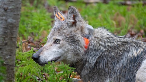 Close-up of a grey wolf wearing an orange collar, surrounded by green plant life