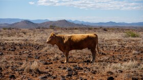 A cow in a heavily grazed landscape in the BLM's Horseshoe Allotment in Arizona's Agua Fria National Monument.