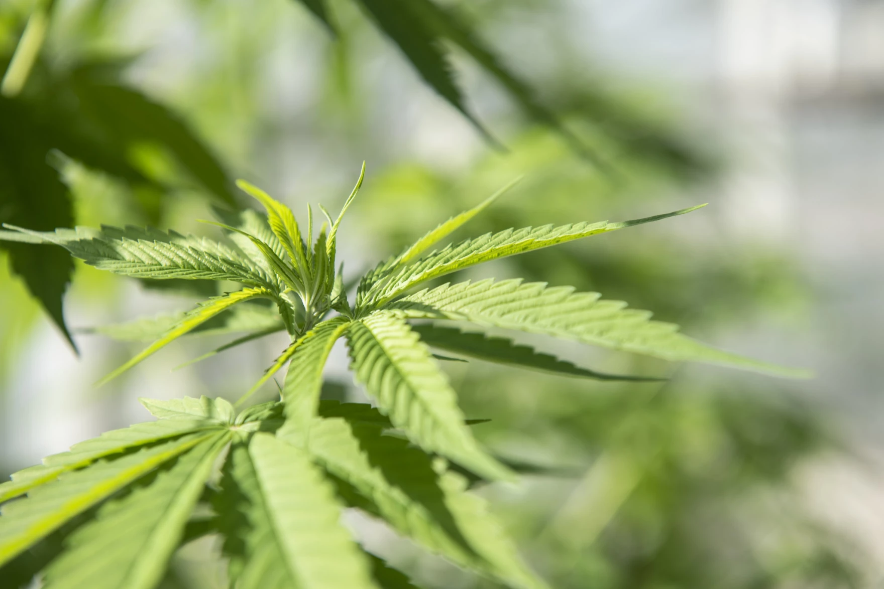 Virginia hemp producers talk processing, benefits, and regulations