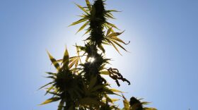 Cannabis plants are grown at a Claudine Field Apothecary farm in Columbia County, New York.