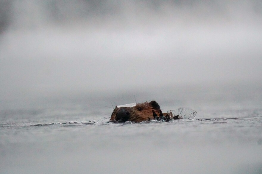 A beaver pops out of the ice.