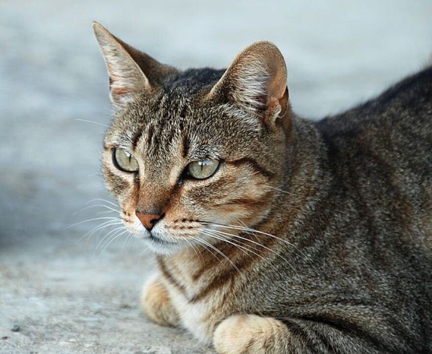 Portrait of a tabby queen